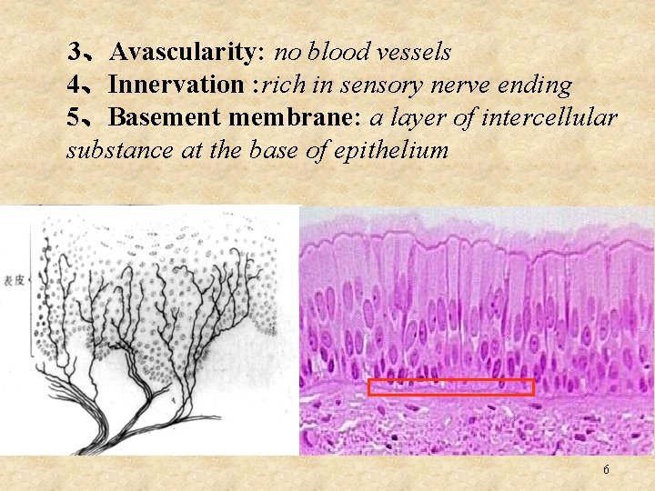  3、Avascularity: no blood vessels 4、Innervation : rich in sensory nerve ending 5、Basement membrane: