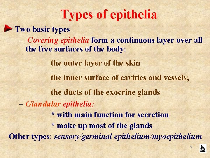 Types of epithelia Two basic types – Covering epithelia form a continuous layer over