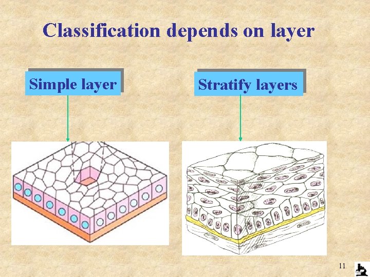  Classification depends on layer Simple layer Stratify layers 11 