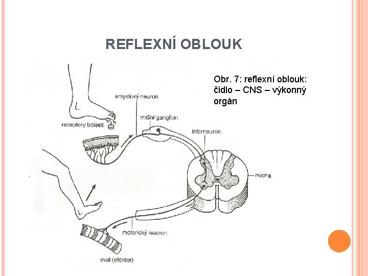 REFLEXNÍ OBLOUK Obr. 7: reflexní oblouk: čidlo – CNS – výkonný orgán 