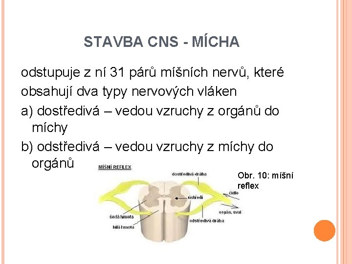 STAVBA CNS - MÍCHA odstupuje z ní 31 párů míšních nervů, které obsahují dva