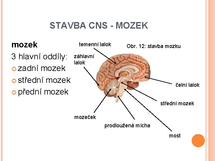 STAVBA CNS - MOZEK mozek 3 hlavní oddíly: zadní mozek střední mozek přední mozek