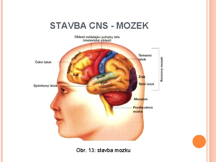 STAVBA CNS - MOZEK Obr. 13: stavba mozku 