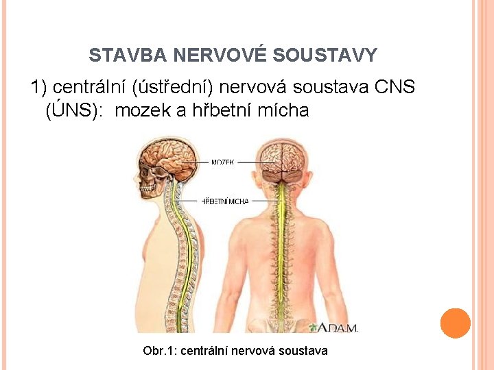 STAVBA NERVOVÉ SOUSTAVY 1) centrální (ústřední) nervová soustava CNS (ÚNS): mozek a hřbetní mícha