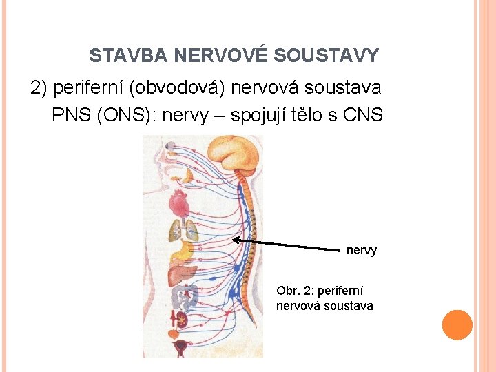 STAVBA NERVOVÉ SOUSTAVY 2) periferní (obvodová) nervová soustava PNS (ONS): nervy – spojují tělo