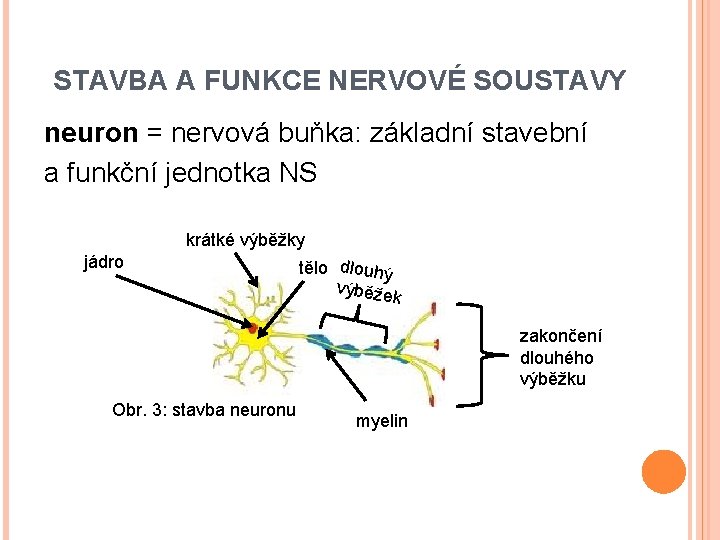 STAVBA A FUNKCE NERVOVÉ SOUSTAVY neuron = nervová buňka: základní stavební a funkční jednotka