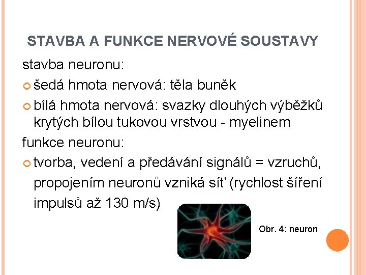 STAVBA A FUNKCE NERVOVÉ SOUSTAVY stavba neuronu: šedá hmota nervová: těla buněk bílá hmota