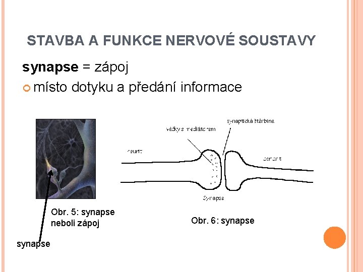STAVBA A FUNKCE NERVOVÉ SOUSTAVY synapse = zápoj místo dotyku a předání informace Obr.