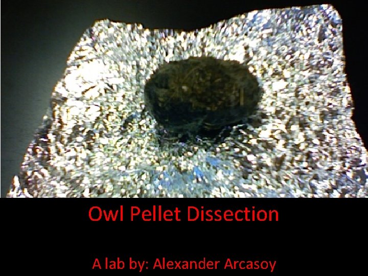 Owl Pellet Dissection A lab by: Alexander Arcasoy 