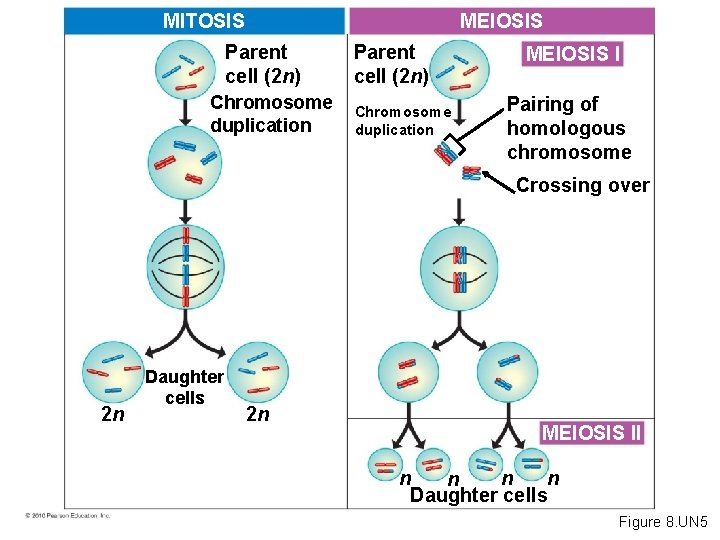MEIOSIS MITOSIS Parent cell (2 n) Chromosome duplication MEIOSIS I Pairing of homologous chromosome