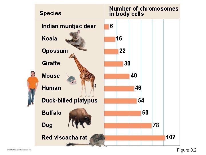 Species Indian muntjac deer Koala Opossum Giraffe Mouse Human Duck-billed platypus Buffalo Dog Red