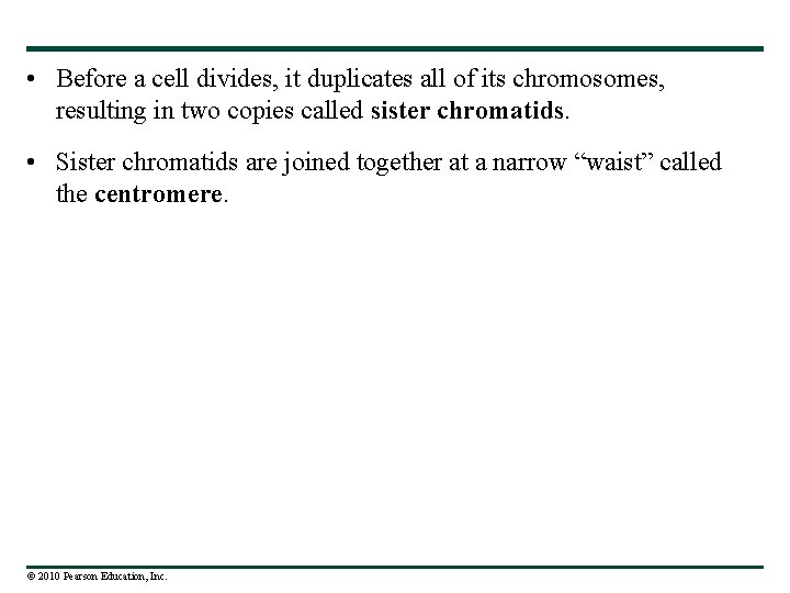  • Before a cell divides, it duplicates all of its chromosomes, resulting in