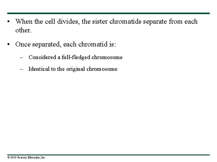  • When the cell divides, the sister chromatids separate from each other. •