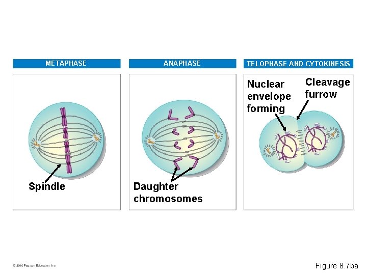 METAPHASE ANAPHASE TELOPHASE AND CYTOKINESIS Nuclear envelope forming Spindle Cleavage furrow Daughter chromosomes Figure