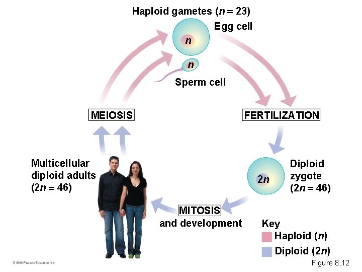 Haploid gametes (n 23) Egg cell n n Sperm cell FERTILIZATION MEIOSIS Multicellular diploid