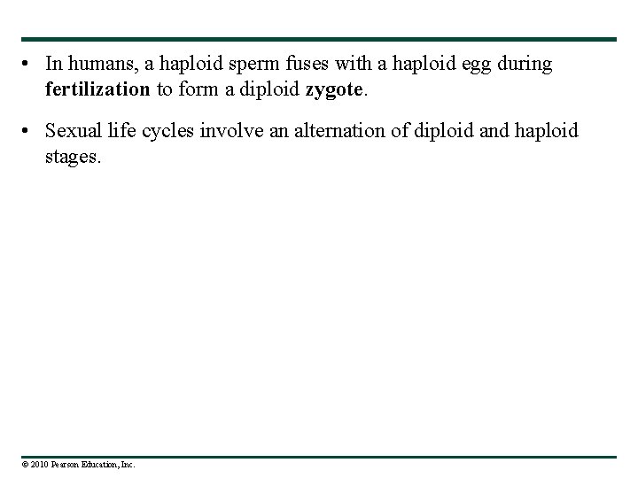  • In humans, a haploid sperm fuses with a haploid egg during fertilization