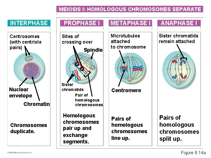 MEIOSIS I: HOMOLOGOUS CHROMOSOMES SEPARATE INTERPHASE Centrosomes (with centriole pairs) Nuclear envelope Chromatin Chromosomes