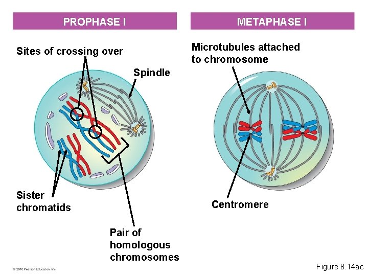 PROPHASE I METAPHASE I Microtubules attached to chromosome Sites of crossing over Spindle Sister