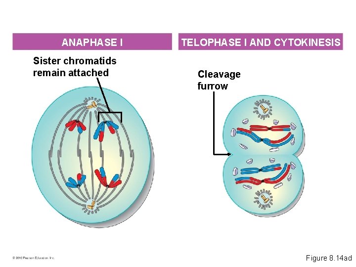 ANAPHASE I Sister chromatids remain attached TELOPHASE I AND CYTOKINESIS Cleavage furrow TELOPHASE I