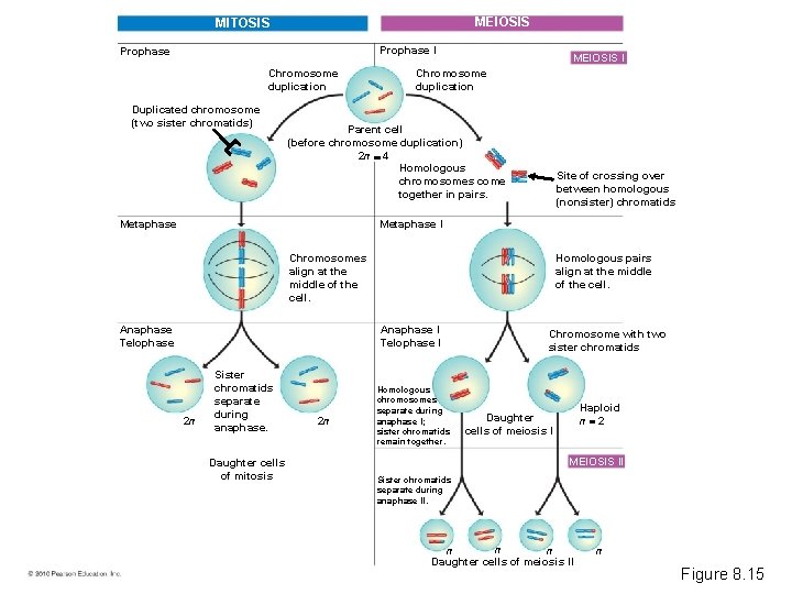 MEIOSIS MITOSIS Prophase I Prophase Chromosome duplication Duplicated chromosome (two sister chromatids) MEIOSIS I