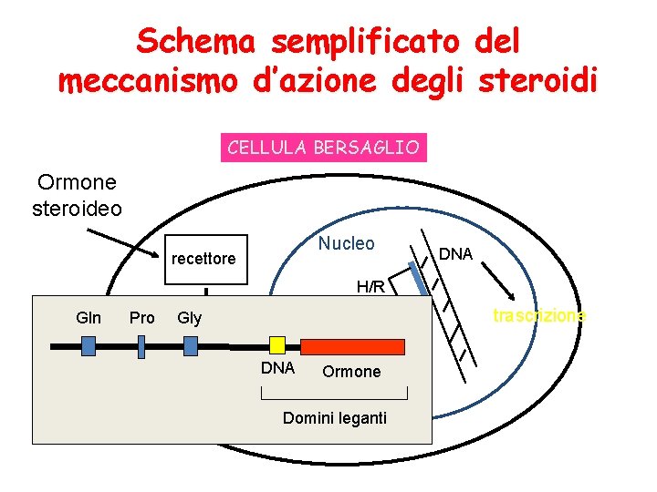 Vecchia scuola steroidi farmaci