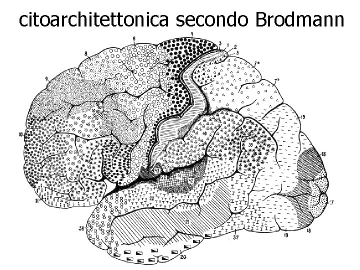 citoarchitettonica secondo Brodmann 