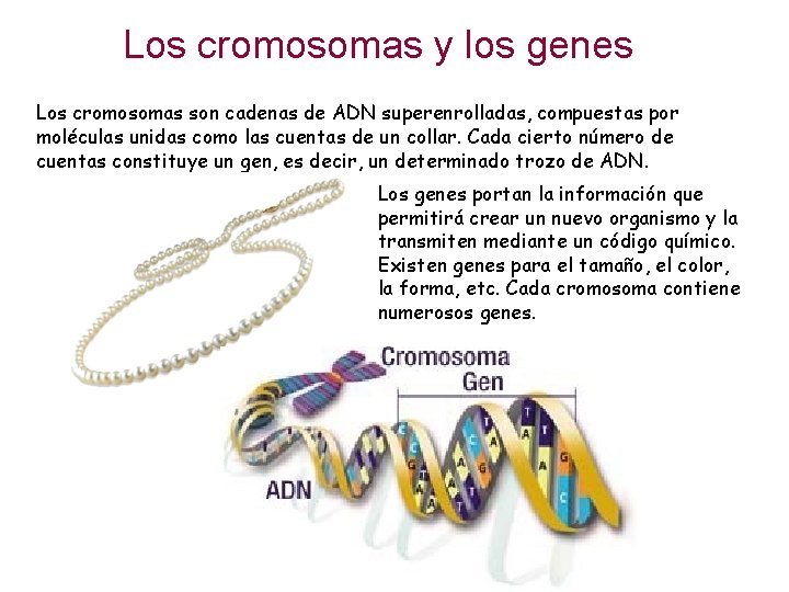 Los cromosomas y los genes Los cromosomas son cadenas de ADN superenrolladas, compuestas por