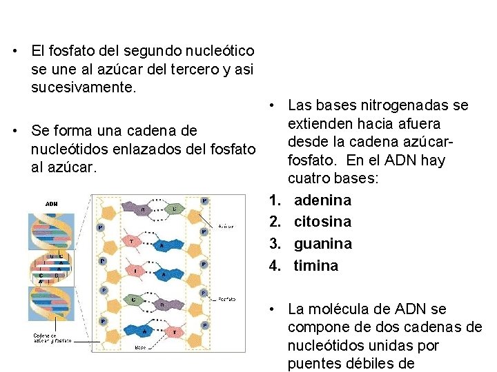  • El fosfato del segundo nucleótico se une al azúcar del tercero y