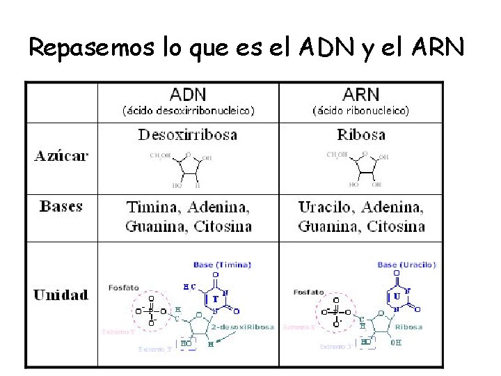 Repasemos lo que es el ADN y el ARN 