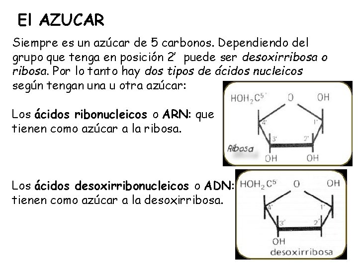 El AZUCAR Siempre es un azúcar de 5 carbonos. Dependiendo del grupo que tenga