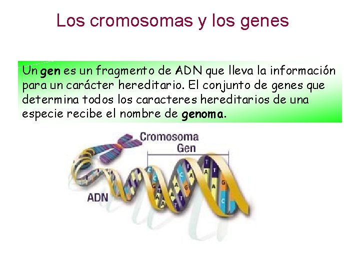 Los cromosomas y los genes Un gen es un fragmento de ADN que lleva