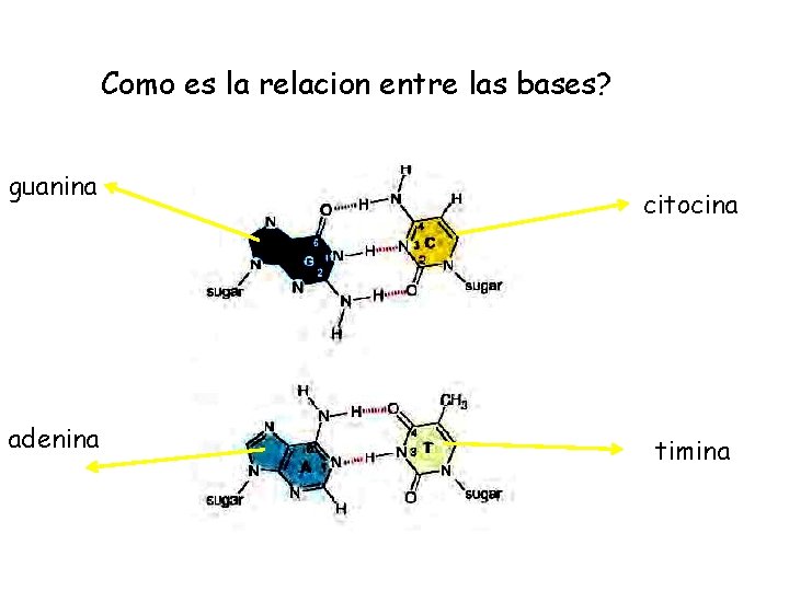 Como es la relacion entre las bases? guanina adenina citocina timina 
