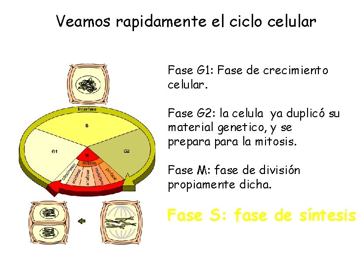 Veamos rapidamente el ciclo celular Fase G 1: Fase de crecimiento celular. Fase G