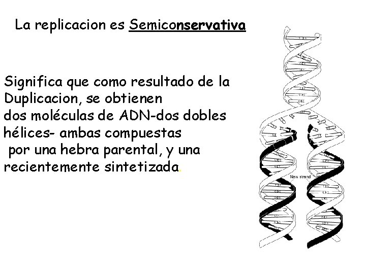 La replicacion es Semiconservativa Significa que como resultado de la Duplicacion, se obtienen dos