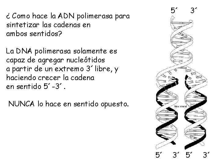 5´ ¿ Como hace la ADN polimerasa para sintetizar las cadenas en ambos sentidos?