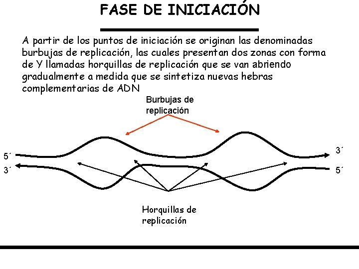 FASE DE INICIACIÓN A partir de los puntos de iniciación se originan las denominadas