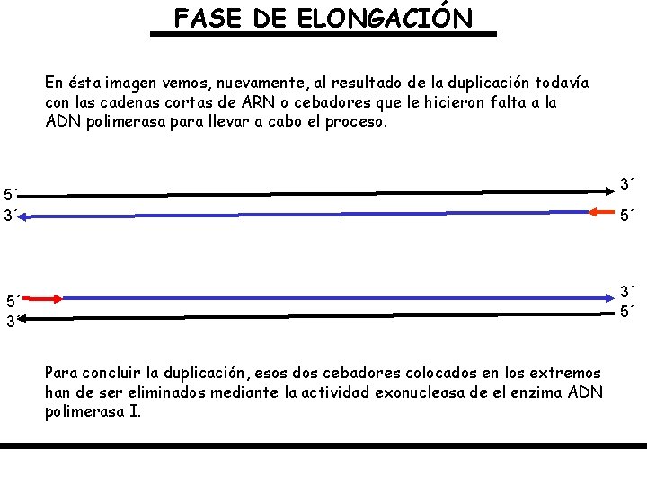 FASE DE ELONGACIÓN En ésta imagen vemos, nuevamente, al resultado de la duplicación todavía