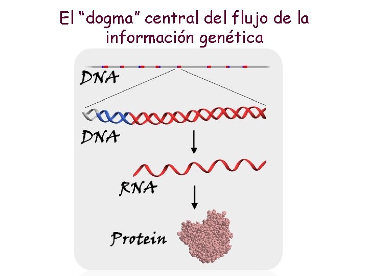 El “dogma” central del flujo de la información genética 