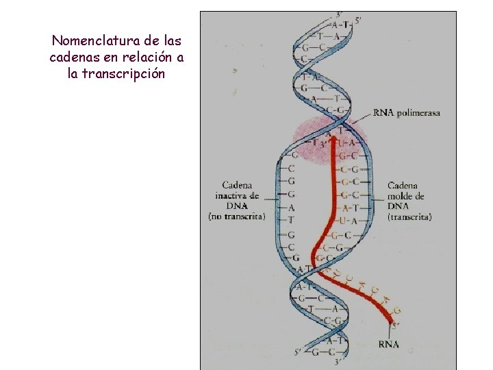 Nomenclatura de las cadenas en relación a la transcripción 