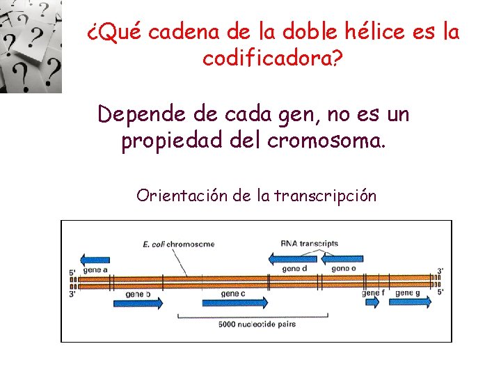 ¿Qué cadena de la doble hélice es la codificadora? Depende de cada gen, no