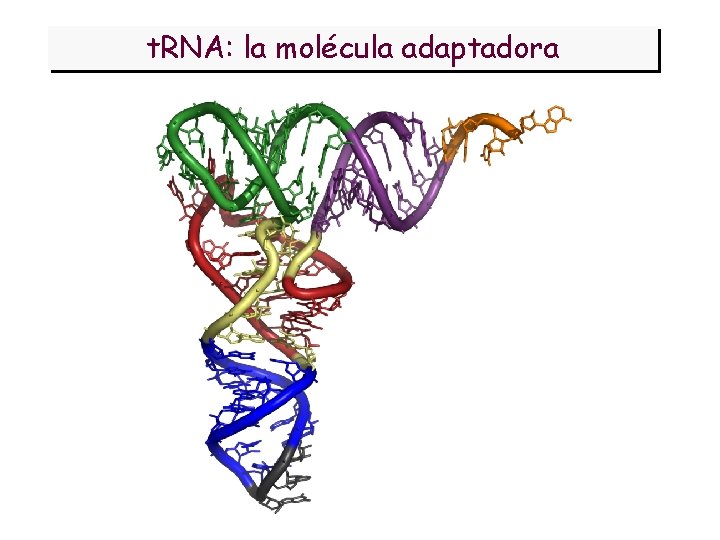 t. RNA: la molécula adaptadora 