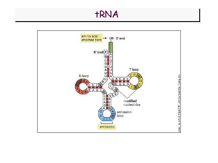 t. RNA 