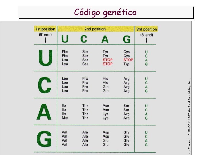 Código genético 