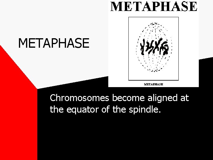 METAPHASE Chromosomes become aligned at the equator of the spindle. 