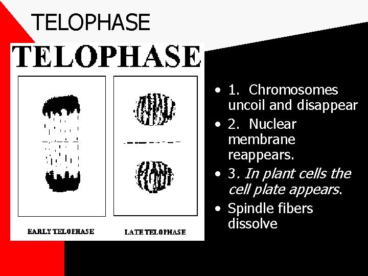 TELOPHASE • 1. Chromosomes uncoil and disappear • 2. Nuclear membrane reappears. • 3.