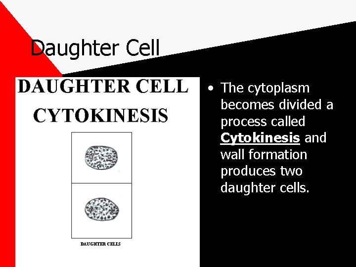 Daughter Cell • The cytoplasm becomes divided a process called Cytokinesis and wall formation