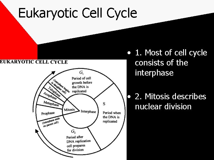 Eukaryotic Cell Cycle • 1. Most of cell cycle consists of the interphase •