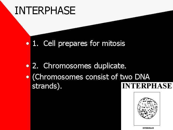 INTERPHASE • 1. Cell prepares for mitosis • 2. Chromosomes duplicate. • (Chromosomes consist