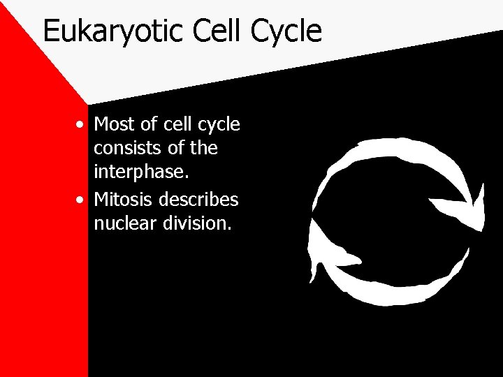 Eukaryotic Cell Cycle • Most of cell cycle consists of the interphase. • Mitosis
