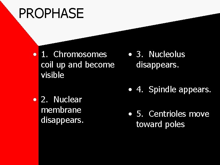 PROPHASE • 1. Chromosomes coil up and become visible • 2. Nuclear membrane disappears.